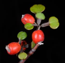 Image: P.B. Heenan © Landcare Research 2014 